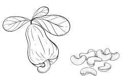 vector